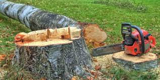 Best Emergency Tree Removal  in Tazewell, TN