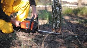 Best Tree Disease Treatment  in Tazewell, TN