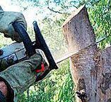 Best Fruit Tree Pruning  in Tazewell, TN