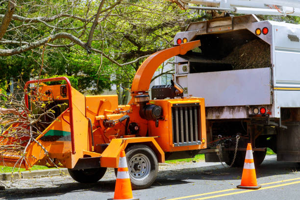 How Our Tree Care Process Works  in  Tazewell, TN