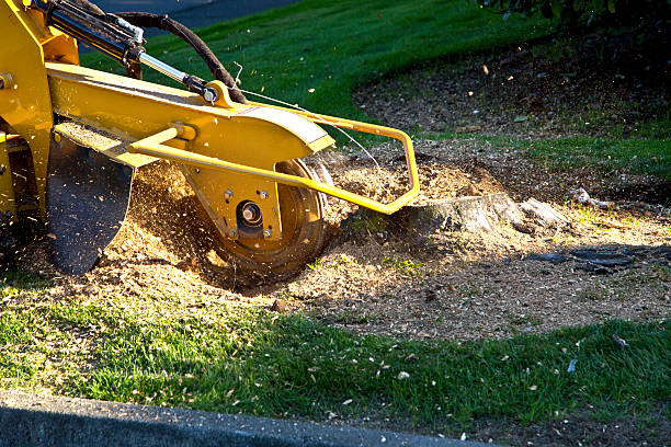 Tazewell, TN Tree Removal Company