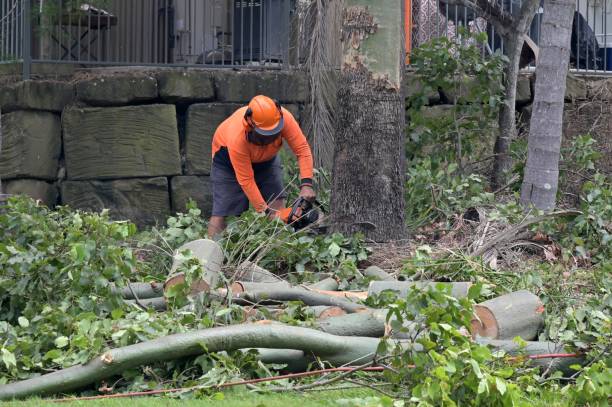 Best Stump Grinding and Removal  in Tazewell, TN