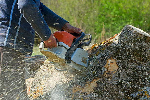 Best Firewood Processing and Delivery  in Tazewell, TN
