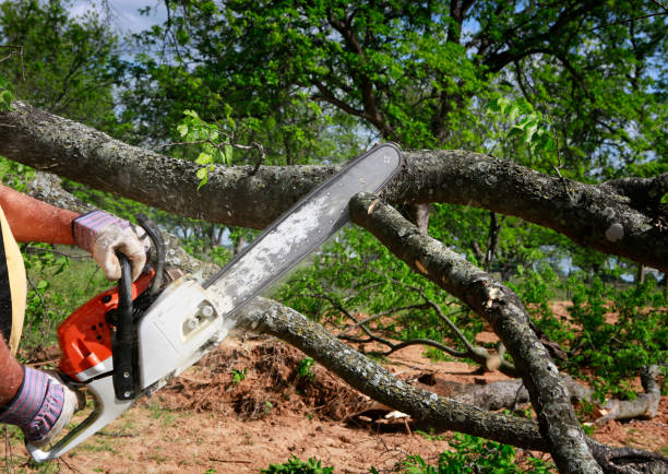 Best Utility Line Clearance  in Tazewell, TN